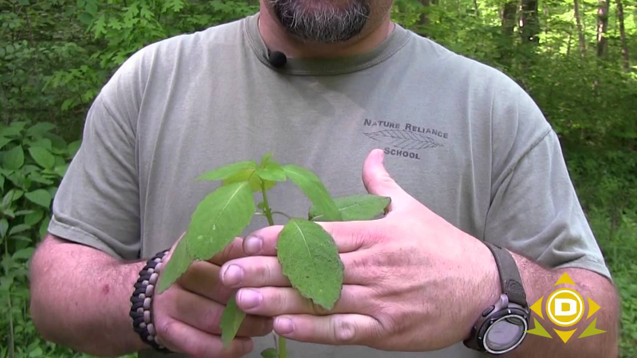 Medicinal Plant - Jewel Weed