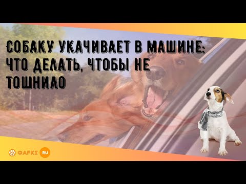 Собаку укачивает в машине: что делать, чтобы не тошнило