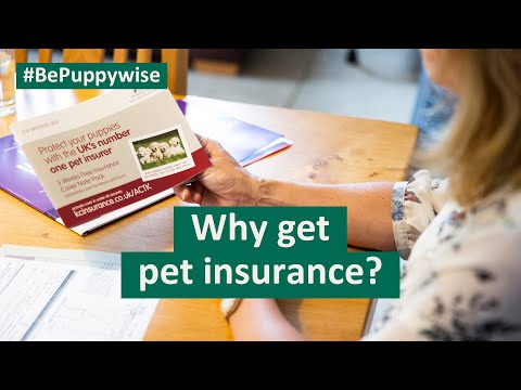 Why should you get pet insurance?