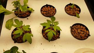 Aquaponic organic cannabis grow system test. 1 more round