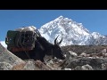 Himalaya - The Yaks of Mt Everest