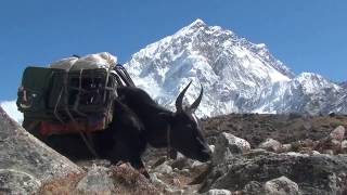 Himalaya  The Yaks of Mt Everest