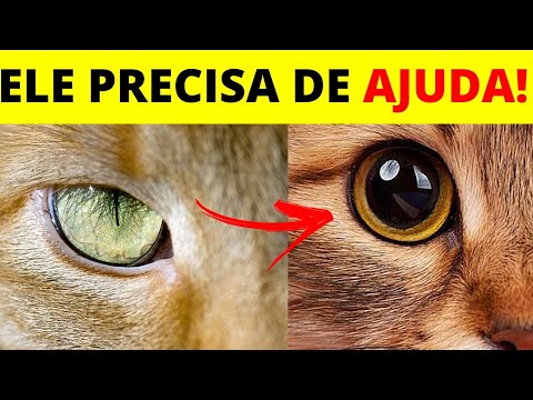 Vídeo: Como Saber Se Seu Gato Está Doente