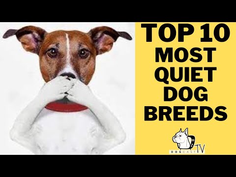 Vídeo: O companheiro de quarto Canine: Top 10 melhores raças de cães para Apartment Living