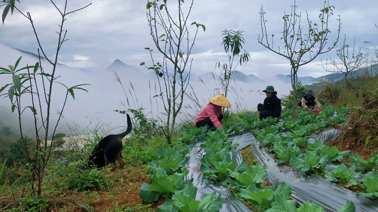 How we limit weed growth | MPFarm