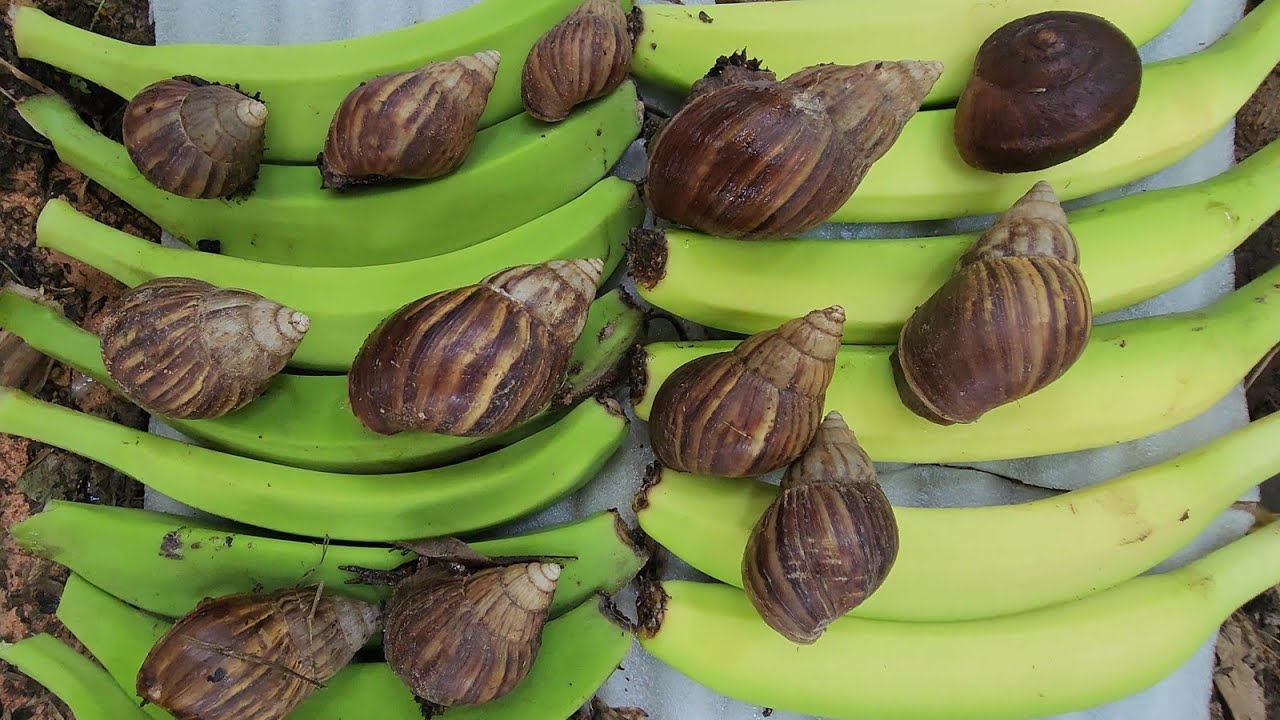 Explore the Banana Farm to Find Insects and Bugs