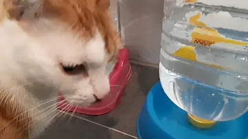 ¿Se puede poner hielo en un bebedero para gatos?