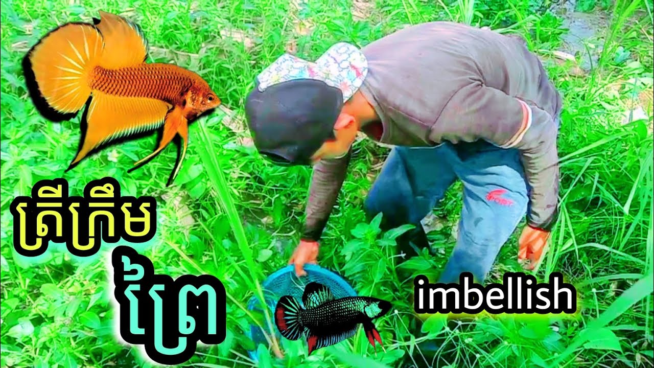 ជញ្ជាត់ត្រីក្រឹមព្រៃ imbellish ក្នុងស្រះក្បែរចម្ការ ត្រីក្រឹមពូជកម្រស្អាតៗណាស់ ❤️🇰🇭