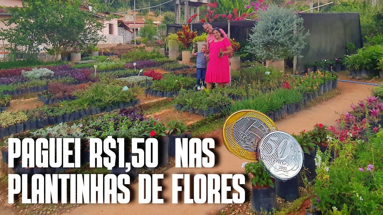 PLANTAS DE SOL PLENO QUE DÃO FLORES POR APENAS R$1,50 | DICAS PARA TER UM QUINTAL LINDO ECONOMIZANDO