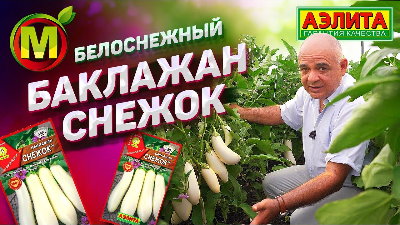 🍆 ОГО, СНЕЖОК! – Баклажан для Посадки в 2021 году