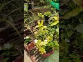 #ytshorts #plantlover #terracegarden #overview #gardening