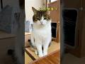 猫砂散らかすのってそんなにイケナイこと❓🙀😤 #ねこ動画 #ねこ部 #猫のいる暮らし #猫好きさんと繋がりたい #ねこ #munchkin #cat #shorts