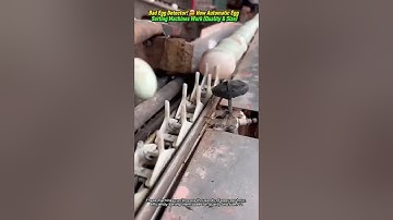 Bad Egg Detector! 🤯 How Automatic Egg Sorting Machines Work (Quality & Size)