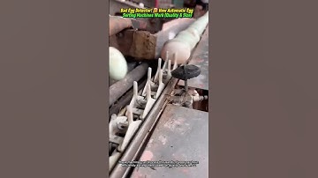 Bad Egg Detector! 🤯 How Automatic Egg Sorting Machines Work (Quality & Size)