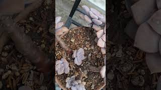 #succulent #succulentvarieties #suculentas #suculentasecactos #succulentgarden