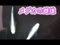 【めだか】メダカのオスメスの見分け方　横から上からじっくり見る