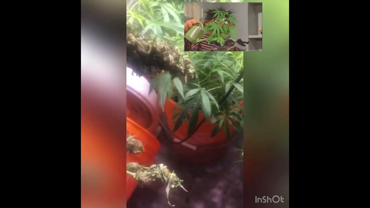 Northern lights harvest and wet trim Mr Auto Flower week 7 of flower an week 1 of flower photo phase