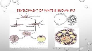 adipose tissue