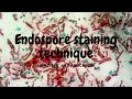 Endospore Staining- Schaeffer-Fulton`s and Dorner's method