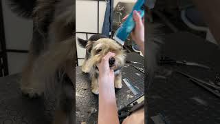 Grooming a rescued matted dog