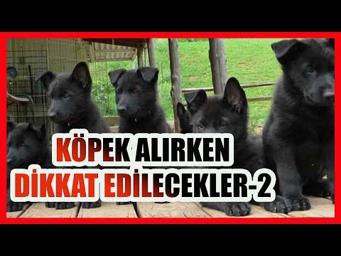 KÖPEK NASIL ALINMALI - KÖPEK ALIRKEN DİKKAT EDİLECEKLER