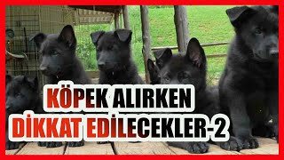 KÖPEK NASIL ALINMALI  KÖPEK ALIRKEN DİKKAT EDİLECEKLER