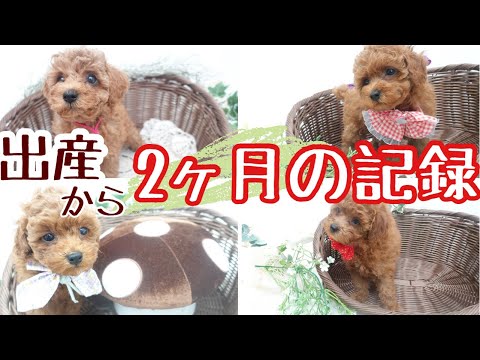 【トイプードル子犬】出産から2ヶ月経ちました‼成長記録と体重の変化(トイプードルブリーダー)