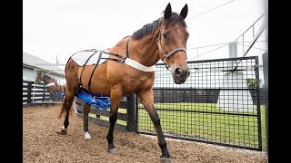 Researching Hay for the Olympic Horses