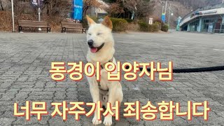 동경이 너무 자주 보러가서 죄송합니다#유기견입양#견생역전#개st하우스#임보일기#근황