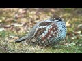 エゾライチョウ（1）苫小牧（北海道） - Hazel Grouse - Wild Bird - 野鳥 動画図鑑