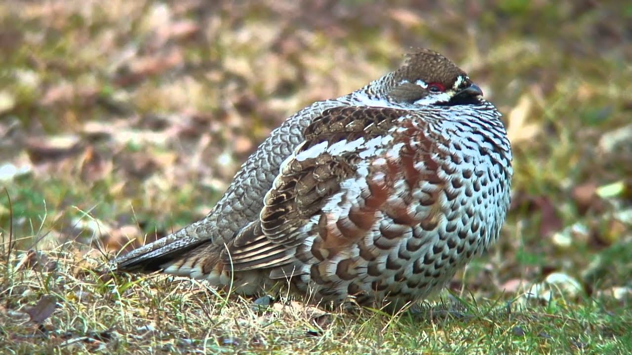 エゾライチョウHazelGrouse semi(ヤマドリ)コンプリートウイング エゾライチョウ（1）苫小牧（北海道） - Hazel Grouse - Wild Bird