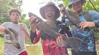 Los Plecostomus más GRANDES!! de todo Puerto Rico🇵🇷/ Corozal