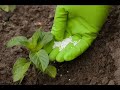 Карбамид (мочевина) применение -Для чего нужна мочевина в огороде