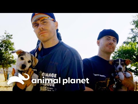 Two Refuges Partnering to Save Puppies and Farm Animals | Puppy Bowl | Animal Planet