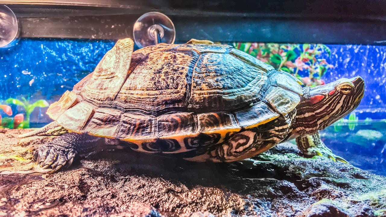 Do Red Eared Slider Turtles Shed Their Shell?