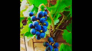 Blueberry plants             #plants #food #fruits #fruitcutting #vegetables #tree #garden