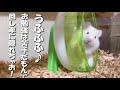 数字に弱い ハムスターがお 勉強を開始！（笑）