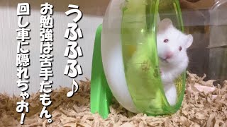 数字に弱い ハムスターがお 勉強を開始！（笑）