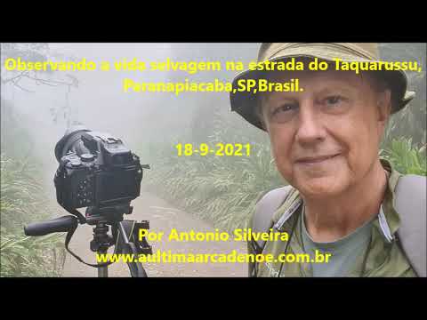 Observando a vida selvagem na estrada do Taquarussu 9 2021 Antonio Silveira