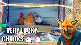 Fox Attack & New Chicken Run