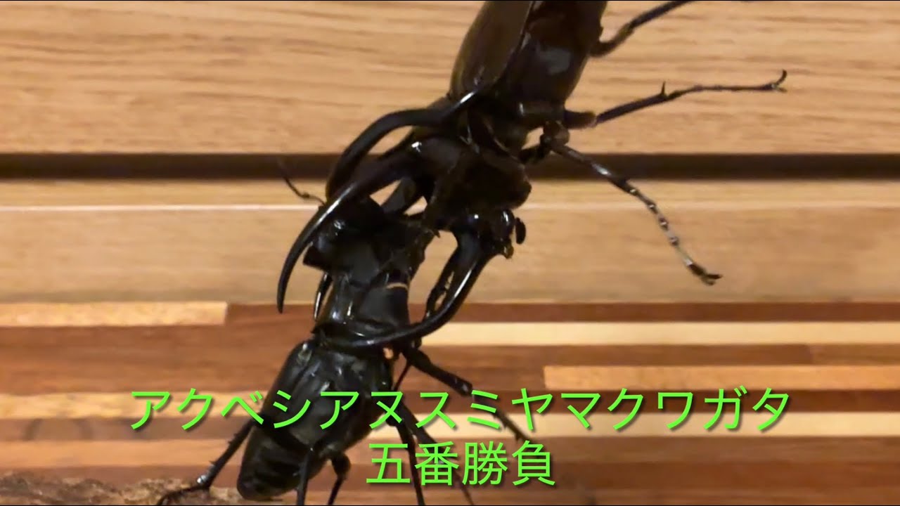 アクベシアヌスミヤマクワガタ五番勝負 - YouTube