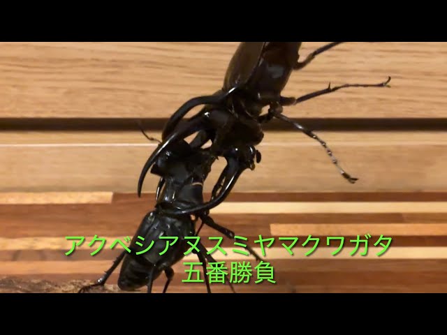 アクベシアヌスミヤマクワガタ五番勝負 - YouTube