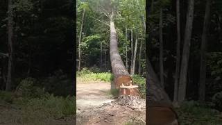 TIGHT squeeze for a big White Pine tree🪓🌲 #timber #logging #husqvarna #treefelling #chainsaw Profile
