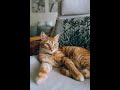 Unlocking Cat Mysteries: The Fascinating Signs of Feline Love & Behavior!