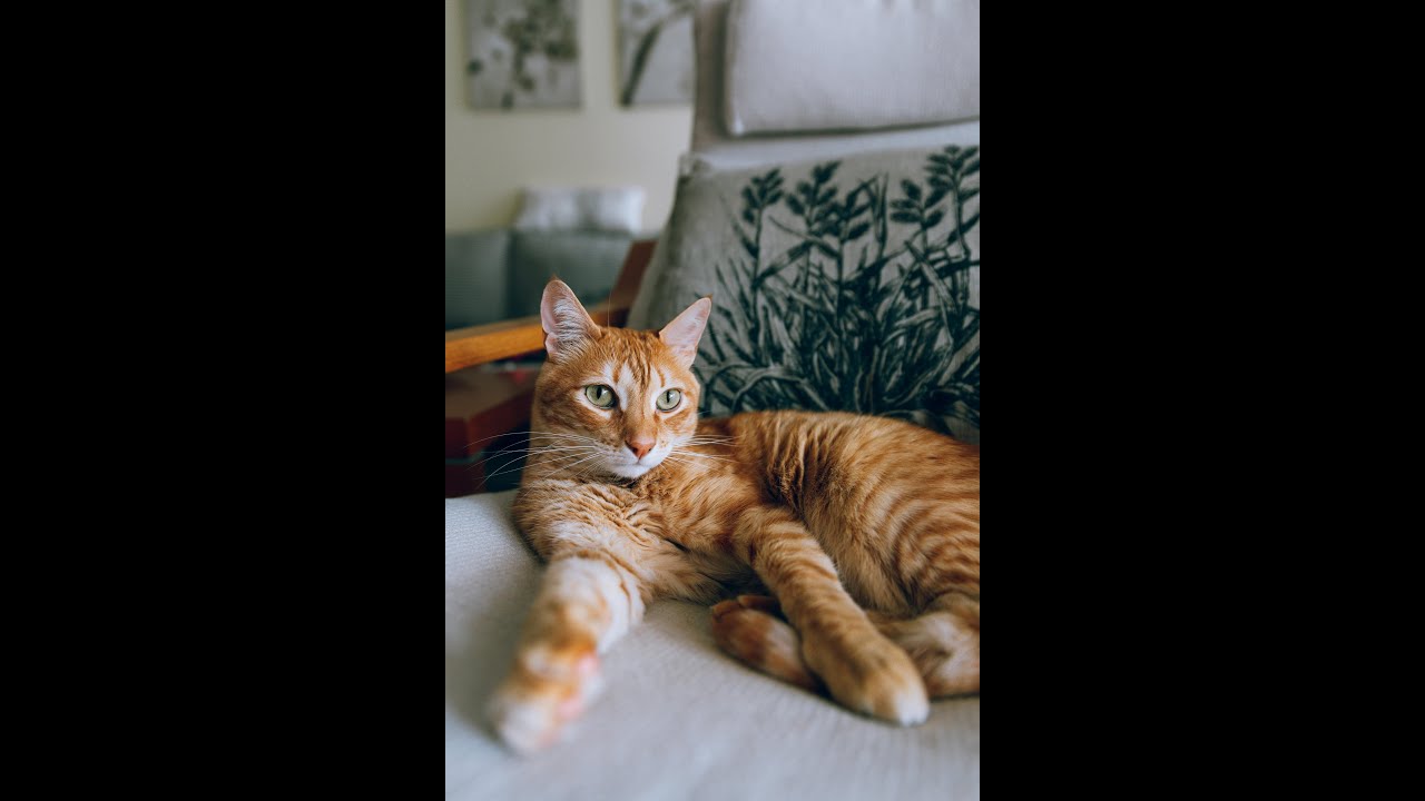 Unlocking Cat Mysteries: The Fascinating Signs of Feline Love & Behavior!