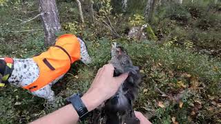 Skogsfågeljakt i Norrbotten med stående fågelhund