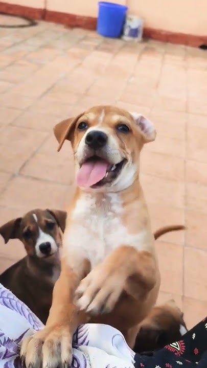 cute-indian-puppy-dog-puppy-doglover-pupppy-youtube
