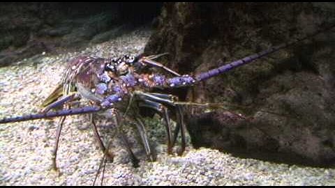 PL JOURNAL 4: EVOLUTION, CREATION, DESIGN MODELS FOR FOSSIL ARTHROPODS