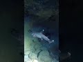 Fun facts about sharks #1