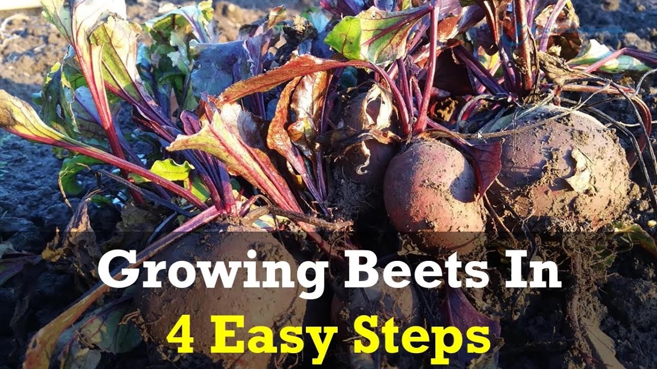 Growing Beets In 4 Easy Steps YouTube